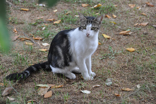 Cat outside the school